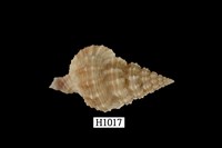 藏品(中華峨螺)的圖片